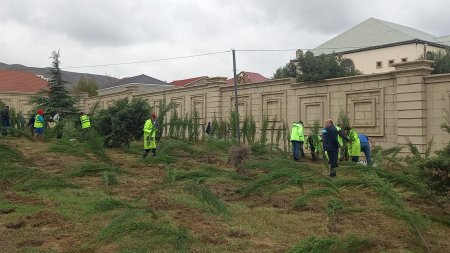 Binəqədi rayonunda növbəti ağacəkmə aksiyası keçirilib