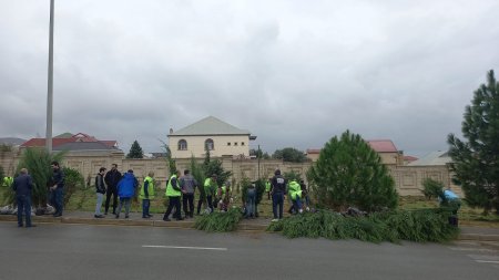 Binəqədi rayonunda növbəti ağacəkmə aksiyası keçirilib