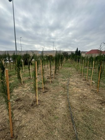 Binəqədi rayonunda növbəti ağacəkmə aksiyası keçirilib