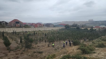 Binəqədi rayonunda növbəti ağacəkmə aksiyası keçirilib