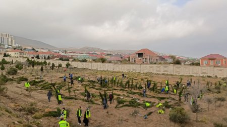 Binəqədi rayonunda növbəti ağacəkmə aksiyası keçirilib